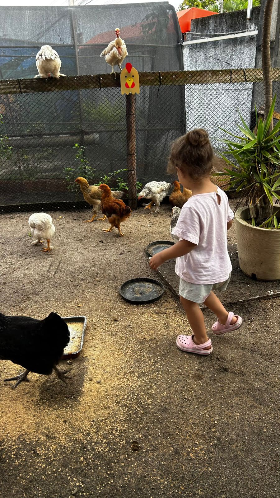 Criança observando as galinhas na OCA
